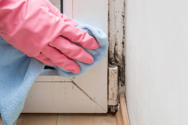 Best Forensic Mold Investigation  in Greenwood, IN